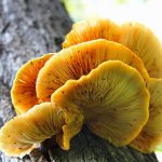 The main differences between false oyster mushrooms