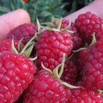 Features and technology of growing raspberries Ruby necklace