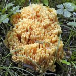 Features of coral mushroom