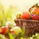 Особенности культивирование яблони Горнист