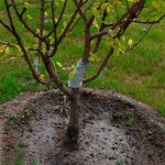 Features of rootstocks for apple trees