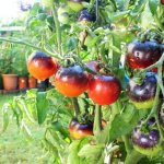 Features of Blueberry tomato
