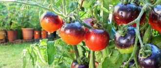 Features of Blueberry tomato