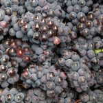 Features of Marshall Foch grapes