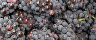 Features of Marshall Foch grapes