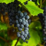 Особенности винограда Шахтёр