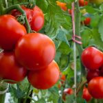 Features of Volgograd tomato