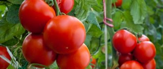 Features of Volgograd tomato