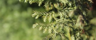 Features of growing juniper Hibernica