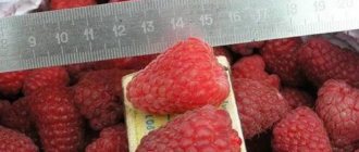 Features of growing standard raspberries Mirage