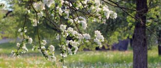Features of growing a standard apple tree