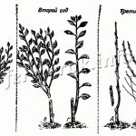 Features of cultivation