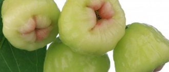 Features of the White Rose apple tree