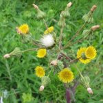 Sow thistle: photos, how to quickly and permanently remove useful tips from the site