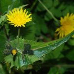 Sow thistle: appearance and medicinal properties of the herb