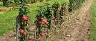What determines when to plant apple tree seedlings?