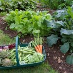 Vegetables in the garden