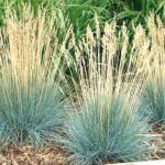 Gray fescue - description, characteristics, varieties, planting seedlings, growing in a pot