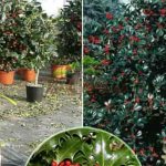 Holly and its properties