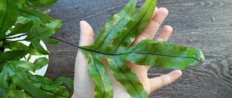 fern polypodium