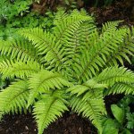 fern-like plants (main key)