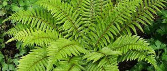 fern-like plants (main key)
