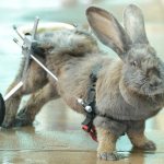 paralyzed rabbit on stilts