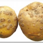 парша картофеля