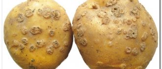 potato scab
