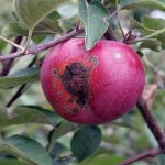 Scab on an apple tree - how to fight