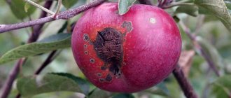 Scab on an apple tree - how to fight