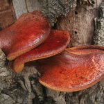 Liver mushroom: description and healing properties