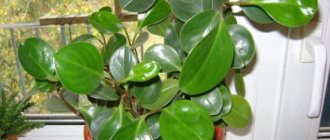 Peperomia magnoliafolia, features