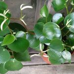 Peperomia blunt-leaved - description, how it blooms, whether it is poisonous, suitable soil and pot