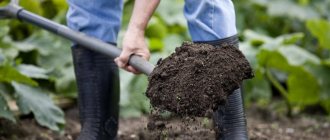 Digging the soil