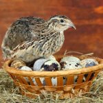 quail on eggs
