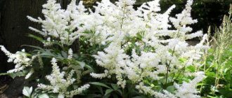 replanting astilbe in the fall to another place