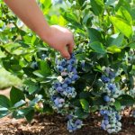 Transplanting blueberries to a new place in the fall - choosing planting material