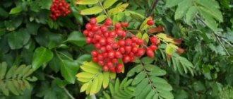 Replanting rowan from the forest in the fall. How to plant rowan in the fall? 