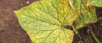 Downy mildew of cucumbers and methods of combating it