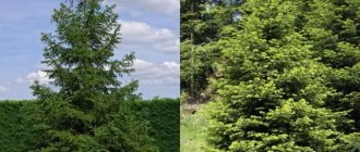 Fir: how it differs from spruce in photo and appearance