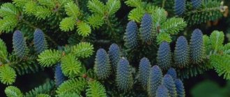 Korean fir: photo and description, planting and care, cutting