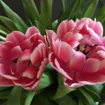 Пионовидные тюльпаны цена