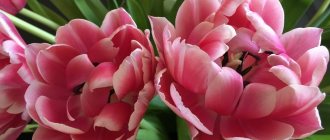 Пионовидные тюльпаны цена