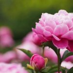 Peonies: planting and care in open ground