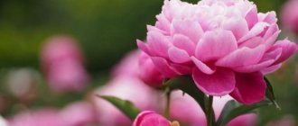 Peonies: planting and care in open ground