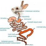 Digestive system of rabbits