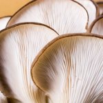 Lamellar mushrooms: varieties and their descriptions