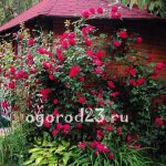 climbing rose planting and care in open ground