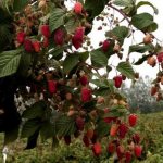 Fruiting of remontant raspberries
